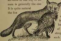 Identifier: familiarlifeinfi00math (find matches)Title: Familiar life in field and forest; the animals, birds, frogs, and salamandersYear: 1898 (1890s)Authors: Mathews, F. Schuyler (Ferdinand Schuyler), 1854-1938 Underwood, William Lyman, photSubjects: ZoologyPublisher: New York, D. Appleton and companyContributing Library: The Library of CongressDigitizing Sponsor: The Library of CongressView Book Page: Book ViewerAbout This Book: Catalog EntryView All Images: All Images From BookClick here to view book online to see this illustration in context in a browseable online version of this book.Text Appearing Before Image:rch-enemy, man ; and in this country, where fox-hunting has not yet become common, the fox needs allhis clever wits to evade the cruel traps of the relent-less trapper who means business and not sport. It isa fair fight, though, between the fox and the trapper ;but the fox-hunters childish sport offers the fox nochance; it is all rank injustice ; he must run to hisdeath and make a holiday for idle men and a packof dogs. In spite of his adversaries the sagacious fox stillretains his place throughout the wilder parts of thecountry, and given some proper consideration he willcontinue to live without making serious inroads onthe shiftless farmers defenseless chicken roost. It isdoubtful whether he ever gets a chance to rob a manof thrift. Our failure to recognize the common THE FARMERS SLY NEIGHBOR. 217 rights of life among the animals often blinds us tothe fact that wild creatures are really beneficent other, and servants m one way or an-man is generally the oneIt is quite naturalthe foxText Appearing After Image:With a bedraggled hen. benefited,to picturewith a be-draggled henin his mouth ;but, as a matterof fact, he de-stroys a score ofsuch creatures asrats, woodchucks,rabbits, and moles,to every single hen. I know this by experience, fora casual examination of the vicinity of a foxs holelast summer revealed the truth beyond a doubt; butto be quite candid, I must admit that another foxsretreat revealed more chickens feathers than wouldguarantee my proportion of one to twenty. But all sorts of things and weatherMust be taken in togetherTo make up a yearAnd a sphere, and it happened that this particular fox took up hisresidence within a convenient distance of two shift-less-looking farms. 218 FAMILIAR LIFE IN FIELD AND FOREST. Not only are we apt to lose sight of the beneficentphase of wild life, but we are quite as prone to for-get that it possesses any joy. We think the foxstruggles for existence. What does he know aboutstruggling for food and shelter ? It is a joy to himto creep stealthilyNote About ImagesPlease note that these images are extracted from scanned page images that may have been digitally enhanced for readability - coloration and appearance of these illustrations may not perfectly resemble the original work.