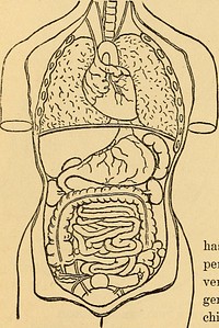 Identifier: scienceofeugenic00hadd (find matches)Title: The science of eugenics and sex life, the regeneration of the human race ..Year: 1914 (1910s)Authors: Hadden, Walter J Robinson, Charles H Melendy, Mary Ries, 1842- (from old catalog)Subjects: Eugenics Marriage Beauty, Personal WomenPublisher: Philadelphia, Pa., National publishing coContributing Library: The Library of CongressDigitizing Sponsor: The Library of CongressView Book Page: Book ViewerAbout This Book: Catalog EntryView All Images: All Images From BookClick here to view book online to see this illustration in context in a browseable online version of this book.Text Appearing Before Image:s act more for-cibly, and, capillary circu-lation being increased, atthe same time hemorrhagesare prevented or cured.This will cause perspira-tion where otherwise therewould be pain, and I can-not impress it too vividlyupon your minds. Manysuppose that perspirationis weakening; experiencehas proven to the contrary. Freeperspiration removes all fear of fe-ver and other unpleasant symptomsgenerally attending child-birth. Thechild and placenta are delivered inTHE vital SYSTEM. from one to three hours at the long-est, and the patient is left free from laceration, rupture, fevers, bloodpoisoning, and all the sequences so frequently following parturition.She sutlers no pains, soreness, rigors, nor chills, when reaction takesplace. Age is no hindrance to an easy and natural delivery. It willbe as easy at forty as at twenty years of age. Nothing less than amalformation of the pelvis can prevent a perfect delivery. In such acase, where surgical aid might be required, this treatment would stillText Appearing After Image:CHILDBIETH MADE EASY. 407 be of great assistance; it is invaluable in premature births, when thecontents are large enough to give expulsive power. When the time has come for the mother to give birth, she shouldput on a loose dress; a flannel wrapper is best. Flannel is a noncon-ductor of heat, and as the object of the treatment is to remove all ten-sions of the nervous and muscular system, the retention of the heatbecomes an assistant and also aids in dilating the os uteri and sur-rounding tissue. . DIET AND REGIMEN OF THE WOMAN IN LABOR. Cold water or lemonade is all the refreshment necessary duringlabor. The use of fermented liquors of any kind should be dispensedwith. If the patient is in the habit of drinking tea, a small quantitycold or warm may be very refreshing. A little broth or soup may alsobe allowed during labor. It is necessary that the enema shall not beforgotten in order to clear the rectum of its contents. Frequent evac-uation of the bladder during labor is important.Note About ImagesPlease note that these images are extracted from scanned page images that may have been digitally enhanced for readability - coloration and appearance of these illustrations may not perfectly resemble the original work.