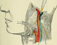 Identifier: anatomydescripti1897gray (find matches)Title: Anatomy, descriptive and surgicalYear: 1897 (1890s)Authors: Gray, Henry, 1825-1861 Carter, H. V. (Henry Vandyke), 1831-1897 Pick, T. Pickering (Thomas Pickering), 1841-1919Subjects: Anatomy Human anatomy Anatomy, Surgical and topographicalPublisher: London : Longmans, GreenContributing Library: Francis A. Countway Library of MedicineDigitizing Sponsor: Open Knowledge Commons and Harvard Medical SchoolView Book Page: Book ViewerAbout This Book: Catalog EntryView All Images: All Images From BookClick here to view book online to see this illustration in context in a browseable online version of this book.Text Appearing Before Image:ses. 7. There is sometimes a small vein passing through the foramen of Vesaliusconnecting the same parts. 8. A plexus of veins passing through the carotidcanal and connecting the cavernous sinus with the internal jugular vein. Siirgical Anatomy.—These emissaiy veins are of great importance in surgery. Inaddition to them there are, however, other communications between the intra- and extra-cranial circulation. As, for instance, the communication of the angular and supra-orbitalveins with the ophthalmic vein, at the inner angle of the orbit (page 669) and the com-mmiication of the veins of tlie scalp with the diploic veins (page 673). Through thesecommunications inflammatory processes commencing on the outside of the skull mayti-avel inwards, leading to osteo-phlebitis of the diploe and inflammation of the membranesof the brain. To this must be attributed one of the principal dangers of scalp wOunds andother injuries of the scalp. Fig. 429.—Eelation of structures in jugular foramen.Text Appearing After Image:By means of these emissary veins blood may be abstracted almost directly from theintra-cranial circulation. For instance, leeches applied behind the ear abstract bloodalmost directly from the lateral sinus, through the vein passing through the mastoidforamen. Again, epistaxis in children will frequently relieve severe headache, the bloodwhich flows from the nose being derived fromi the longitudinal sinus by means of the veinwhich passes through the foramen cfficum, which is another communication between theintra-cranial and extra-cranial circulation which is constantly found in children. VEINS OF THE UPPER EXTEEMITY AND THOEAX The Veins of the Upper Extremity are divided into two sets, superficial anddeep. The Superficial Veins are placed immediately beneath the integument betweenthe two layers of superficial fascia. 68o VEINS Fig The Deep Veins accompany the arteries, and constitute the venae comites of those vessels.430.—The superficial veins of ^oth sets of vessels are provided wNote About ImagesPlease note that these images are extracted from scanned page images that may have been digitally enhanced for readability - coloration and appearance of these illustrations may not perfectly resemble the original work.