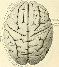 Identifier: anatomydescripti1897gray (find matches)Title: Anatomy, descriptive and surgicalYear: 1897 (1890s)Authors: Gray, Henry, 1825-1861 Carter, H. V. (Henry Vandyke), 1831-1897 Pick, T. Pickering (Thomas Pickering), 1841-1919Subjects: Anatomy Human anatomy Anatomy, Surgical and topographicalPublisher: London : Longmans, GreenContributing Library: Francis A. Countway Library of MedicineDigitizing Sponsor: Open Knowledge Commons and Harvard Medical SchoolView Book Page: Book ViewerAbout This Book: Catalog EntryView All Images: All Images From BookClick here to view book online to see this illustration in context in a browseable online version of this book.Text Appearing Before Image:dlefoss^ of the skull, and behind upon the tentorium cerebelli. Its upper surface isof an ovoid form, broader behind than in front, convex in its general outline, anddivided into lateral halves or hemispheres, right and left, by the great longitudinalfissure, which extends throughout the entire length of the cerebrum in the middle 736 NERVOUS SYSTEM line, reaching down to the base of the brain in front and behind, but interruptedin the middle by a broad transverse commissure of white matter, the corpuscallosum, which connects the two hemispheres together. This fissure lodges thefalx cerebri, and indicates the original development of the brain by two lateralhalves. Each hemisphere presents an outer surface, which is convex to correspondwith the vault of the cranium ; an inner surface, which is flattened, and in contactwith the opposite hemisphere (the two inner surfaces forming the sides of the Fig. 458.—Upper surface of the brain, the arachnoid having been removed. nSSURfC OFROUAMDOText Appearing After Image:PARIETO-OCCIPITAL FISSURE longitudinal fissure) ; and an under surface or base, of an irregular form, whichrests in front on the anterior and middle fossae of the base of the skull, and behindupon the tentorium cerebelli. Uppek Surface of the Cerebrum (fig. 458) If the arachnoid and pia mater are removed, the entire surface of each hemi-sphere will be seen to present a number of depressions (fissures and sulci)separating a number of convoluted eminences (the convolutions or gyri). The depressions are of two kvnA.^, fissures and sulci. The fissures are few innumber ; they are constant in their arrangement, and are produced by the fold-ings of the cerebrum during the process of development. They involve both greyand white matter. The sulci are more numerous; they are superficial depres-sions of the grey matter, which is folded inwards and only indents the central CONVOLUTIONS OF CEEEBEUM 737 white substance ; they vary in different brains and in different parts of the samebrain. The ConNote About ImagesPlease note that these images are extracted from scanned page images that may have been digitally enhanced for readability - coloration and appearance of these illustrations may not perfectly resemble the original work.