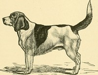 Title: The American book of the dog. The origin, development, special characteristics, utility, breeding, training, points of judging, diseases, and kennel management of all breeds of dogsIdentifier: americanbookofdo00shie (find matches)Year: 1891 (1890s)Authors: Shields, G. O. (George O. ), 1846-1925, edSubjects: DogsPublisher: Chicago, Rand, McNallyContributing Library: The Library of CongressDigitizing Sponsor: Sloan FoundationView Book Page: Book ViewerAbout This Book: Catalog EntryView All Images: All Images From BookClick here to view book online to see this illustration in context in a browseable online version of this book.Text Appearing Before Image:THE BEAGLE HOUND. 271 The lamented late Gen. Richard Rowett a number of years ago developed a strain so well and favorably known, both for their field and show qualities, that they came to be generally known as the " Rowett Hound." The imported Hounds Sam, Dolly, and Warrior were to the Rowett Hounds what Ponto, Moll, and Pilot were to the famous Laverack Setters—the foundation of the strain. Mr. N. Elmore, a number of years ago, also imported sev- eral good Beagles, including his famous Ringwood, nowText Appearing After Image:BEAGLE HOUND-TRAILER. Owned by Mr. H. F. Schellhass, No. 6 Brevort Place, Brooklyn, N. Y. dead, from which he bred many of our most prominent Hounds. Tliese two strains, together with some other blood to which Mr. Pottinger Dorsey has bred, form the nucleus of the blood we have in our Beagle. It remained, however, for the American Beagle Club, formerly the American English Beagle Club, organized in 1884, to create an impetus among the admirers of the breed, and bring the merits of the little Hound before such of the sportsmen as were not aware of its value. Several of our most i)rominent Beagle breeders met and formed the above-named club. A committee was appointedNote About ImagesPlease note that these images are extracted from scanned page images that may have been digitally enhanced for readability - coloration and appearance of these illustrations may not perfectly resemble the original work.