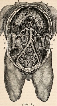 Title: The cyclopædia of anatomy and physiologyIdentifier: cyclopdiaofana01todd (find matches)Year: 1836 (1830s)Authors: Todd, Robert Bentley, 1809-1860Subjects: Anatomy; Physiology; ZoologyPublisher: London, Sherwood, Gilbert, and PiperContributing Library: MBLWHOI LibraryDigitizing Sponsor: MBLWHOI LibraryView Book Page: Book ViewerAbout This Book: Catalog EntryView All Images: All Images From BookClick here to view book online to see this illustration in context in a browseable online version of this book.Text Appearing Before Image:'Text Appearing After Image:5.) prominent anteriorly, and the continuity of the abdominal and pelvic cavities is thus clearly shewn. It is useful to examine the relations of the axes of these two cavities ; that of the pelvis passes forwards and upwards towards the umbilicus, while the axis of the abdomen passes from above downwards and forwards so as to terminate a little above the pubis, the two axes accordingly would intersect each other a little below the umbilicus at an obtuse angle. This angle may be obliterated by bringing the pelvis very much forward and producing a full flexion of the spine, and hence in all efforts for expulsion that attitude is almost instinctively assumed which shall identify the axes of the two cavities, and thus direct the efforts in the most favourable manner. The ordinary form of the cavity in the adult male is oval, but it presents some slight differences in the female and in the foetus; and these differ- ences are dependent on the great or incomplete development of the pelvis. In the female the abdomen is generally more capacious than in the male ; and this greater size is more remark- able at the inferior part of it in the hypogastric region. In fact in the male it would seem that the great extremity of the oval is toward the thorax, and its smaller one towards the pelvis; but in the female it is just the reverse, the larger extremity being toward the pelvis. It should be observed, however, that the modern ABDOMEN. iy fashion of tightly compressing the lower part of the thorax has a material effect on the external characters of the female abdomen, otherwise there is no reason that the superior part of it should be proportionally less than in the male. In the foetus the abdomen is proportionally larger than at any other period of life: this is to be attributed to the imperfect development of the pelvis, and likewise to the great size which some of the abdominal viscera possess; and as some time must elapse before the pelvis reaches its full dimensions, or the viscera lose their superfluous parts, the abdomen continues of this large size for a long period after birth. The subdivision of the abdomen into regions is especially useful in reference to the contents of the abdominal cavity, which it is highly de- sirable the student should examine, so as to be able to assign to each compartment its appro- priate contents. The abdominal viscera may be subdivided into the membranous and the parenchymatous; the former being such as the stomach and intestinal canal, the latter, such as the liver, spleen, pancreas, &c. The viscera have likewise been distinguished in reference to their position with respect to the peritoneum, by the names' intra-peritojieal and extra-peri- toneal ; but it is sufficient to know that no serous membrane contains any organ within it (i. e. within its sac) to see the error of such a distinction. But we cannot adopt a better di- vision of the abdominal viscera than that which has reference to the functions of those organs, and which Beclard has adopted : viz. 1. the organs of digestion—the stomach, the intes- tinal canal, the liver and its appendages, the spleen, and the pancreas: 2. the urinary organs— the kidneys and the ureters, to which may be added from their close relation to the kid- neys, the suprarenal capsules : 3. the organs of generation in the male—the vasa deferentia, and in the male foetus at the sixth or seventh month of intra-uterine life, the testicles : none of the organs of generation can strictly be said to be abdominal organs in the female. In both male and female the other internal generative organs are pelvic viscera. If we add to the above enumeration of parts the abdominal por- tion of the aorta, its primary subdivision into the common iliacs ; the anterior subdivision of these arteries under the name of external iliacs; the branches of the aorta which are distributed to the viscera as well as to the walls of the abdomen ; the common and external iliac veins; the venacava ascendens; the system of the vena portse ; the abdominal portion of the sympa- thetic system of nerves, both that which follows the arterial ramifications, and that which is the continuation of the chain of ganglia that lies along the spine, the termination of the par vagum; the mesenteric glands, and the lacteals; the lymphatics and their ganglia which lie along the spine; the origin of the thoracic duct, a portion of the course of that duct;—these will complete the list of parts contained in the abdo- minal cavity. The full particulars of the relative positions of the contents of the abdomen, and the abnormal c 2Note About ImagesPlease note that these images are extracted from scanned page images that may have been digitally enhanced for readability - coloration and appearance of these illustrations may not perfectly resemble the original work.