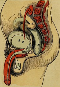 Identifier: 32514357.5997.emory.eduTitle: The male generative organs in health and disease, from infancy to old age (electronic resource): being a complete practical treatise on the anatomy and physiology of the male system adapted for every man's own private useYear: 1853 (1850s)Authors: Hollick, Frederick, 1818-1900Subjects: Generative organs Genitalia, Male Genital Diseases, Male Reproduction Sexual Dysfunction, PhysiologicalPublisher: New York : T.W. Strong, 98 Nassau Street. Boston: G.W. Cottrell, 64 CornhillContributing Library: Emory University, Woodruff Health Sciences Center LibraryDigitizing Sponsor: Emory University, Woodruff Health Sciences Center LibraryView Book Page: Book ViewerAbout This Book: Catalog EntryView All Images: All Images From BookClick here to view book online to see this illustration in context in a browseable online version of this book.Text Appearing Before Image:usetts, on his trial for blasphemy. THE BOSTON INVESTIGATOR. THE INVESTIGATOR is a weekly paper, devoted lolhc useful work of free-ing and enlarging the mind, and bringing man back to the path from which he hasde.vialed ill couseciu nice of being misled by the leaehings and iutluenee ol superstition.Illiberal discussions and personalities we shall endeavor to avoid, for our aim is to es-lablish a character ibl temperate and sober reasoning, for open investigation, and foruniversal conciliation. To all who are favorable to the continuance of a journal un-shackled by prejudice or interest, w ich boldly advocates Liberal principles, and dis-claims all interference with leelarian or party disputes, we submit the above platformof Ihe luv. sltgator as one thai is worthy of a generous patronage. Terms.—Two orThree Dollars per Annum, aci orJing to the ability or liberality of the subscriber.PAYABLE IN ADVANCE. All letters should be addressed to JOS1AH P. MENDUM, No. 45 Commit; Boston, Mass.Text Appearing After Image:SECTION OF THE MALE PELVIS. MALE GENERATIVE ORGANS IN HEALTH AND DISEASE, FROM INFANCY TO OLD AGE. BEING A COMPLETE PRACTICAL TREATISE ON THE ANATOMY AND PHYSIOLOGY OF THE MALE SYSTEM; WITH A DESCRIPTION OF THE CAUSES, SYMPTOMS, AND TREATMENT, OF ALL THE INFIRMITIES AND DISEASES TO WHICH IT IS LIABLE. ADAPTED FOR EVERY MANS OWN PRIVATE USE, AND INCLUDING AN INTRODUCTORY ACCOUNT OF ALI THE NEW DISCOVERIES CONCERNING THF. PHYSIOLOGY OF THE FEMALE SYSTEM AND THE PROCESS OF REPRODUCTION. By FREDERICK HOLLIOK, M. D. AUTHOR OF THE ORIGIN OF LIFE, — THE DISEASES OF WOMAN, — OUTLINES OF ANATOMY AND PHYSIOLOGY, FOR POPULAR USE,—AND THE MATRONS MANUAL. ILLUSTRATED BY NUMEROUS APPROPRIATE ANATOMICAL PLATES,EXPRESSLY DESIGNED FOR THIS WORK. « ■» «—»♦-» NEW YORK:T. W. STRONG, 98 NASSAU STREET. BOSTON :—G. W. Cottkell, 64 Cobnhill. 1853. N. B.—This bock is the omy striotly scientific and popular oneof the kind eer published, and the greaJer part of the inionnationcontained in i32514357.5997.emory.eduNote About ImagesPlease note that these images are extracted from scanned page images that may have been digitally enhanced for readability - coloration and appearance of these illustrations may not perfectly resemble the original work.