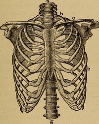 Identifier: humanbodybeginne00mart (find matches)Title: The human body. A beginner's text-book of anatomy, physiology and hygiene ..Year: 1884 (1880s)Authors: Martin, H. Newell (Henry Newell), 1848-1896 Martin, Hetty Cary, (from old catalog) joint authorSubjects: PhysiologyPublisher: New York, H. Holt and companyContributing Library: The Library of CongressDigitizing Sponsor: The Library of CongressView Book Page: Book ViewerAbout This Book: Catalog EntryView All Images: All Images From BookClick here to view book online to see this illustration in context in a browseable online version of this book.Text Appearing Before Image:f theseprocesses, and it is their presence whichhas given the name spinal column tothe whole. A canal runs through the whole back-FiG. 4. —The spinal bouc cxccpt the coccyx_, and opens into column viewed from the , 1 ^ 1 1 1 1 t • 1 leftside. C1-7, the ver- the skull-chambcr above. It IS the tebraeof the neck; Z>i-i2, . . the vertebrae behind the loWCr part of the dorsal CavitV (a, FiOf. I), thorax. Z1-5, the verte- ^ ^ \ > t> / brae of the loins; ^^i to and, as wc havc already learned, con- O71, the sacrum; Cox-^^ ^ the coccyx. tains the spinal cord. 7. What other names has the back-bone? Divisions of its upperpart ? Lower pari ? What is the spinous process ? The dorsal cavity ? USES OF BACK-BONE. i; 8. Uses of the Mode of Structure of the Spinal Column.— The elastic cushions between the vertebrae make thewhole column springy and prevent the transmission ofsudden jars along it. By this means the soft brain, car-ried in the skull on its top, and the spinal cord lying inText Appearing After Image:Fig. s.—The skeleton of the thorax, with some of the vertebrae of the neck andloins. ^, lower neck vertebrae; b^ the first rib; c, the collar-bone; d^ third rib; e,seventh rib; ^, last loin-vertebra; h^ the breast-bone; /, the shoulder-blade. it, are protected from injury in running and jumping.These cushions also allow of a little bending betweeneach pair of vertebrae, so that the spine as a whole maybe bent a good deal. But no sharp bend, such as wouldnip the spinal cord, which lies inside it, can take place at any one point. » 8. Of what use is the cartilage between the vertebrae in running orjumping? In bending? 18 RIBS AND STERNUM.—SKULL.—SUTURES, 9, The Ribs and Breast-Bone (Fig. 5).—The ribs aretwenty-four slender curved bones, twelve on each sideof the chest. Every rib is attached behind to a vertebra,the top one to the first vertebra below the neck. Infront, each rib ends in two or three inches of cartilage.The breast-bone or sternwn^ h, lies in front of the chest.AtNote About ImagesPlease note that these images are extracted from scanned page images that may have been digitally enhanced for readability - coloration and appearance of these illustrations may not perfectly resemble the original work.