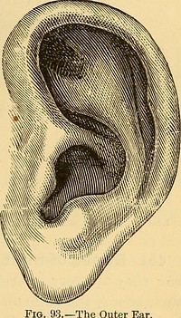 Identifier: anatomyphysiolog00mayc (find matches)Title: Anatomy, physiology and hygieneYear: 1890 (1890s)Authors: May, Charles Henry, 1861-1943Subjects: Human anatomy Physiology Hygiene, Popular. (from old catalog)Publisher: New York, W. Wood and companyContributing Library: The Library of CongressDigitizing Sponsor: The Library of CongressView Book Page: Book ViewerAbout This Book: Catalog EntryView All Images: All Images From BookClick here to view book online to see this illustration in context in a browseable online version of this book.Text Appearing Before Image:organ which adds verymuch to our comfort, pleasure, and knowledge. 451. Parts of the Ear.—The ear is divided into threeparts : An outer, a middle, and an inner. 452. The Outer Ear is the portion which you see at theside of the head. It is expanded andformed of gristle, covered with skin.Its shape is not only ornamental, butuseful, for it serves to collect thesound and lead it into the deeperparts of the ear. As a rule, wecannot move the ears ; but in thelower animals, the ear can be movedin all directions and in this waythese animals tell where the soundcomes from. From this outer partof the ear there is a canal about aninch long which leads to the nextpart of the ear, the middle ear. Inthis canal is usually found a littleyellowish substance, which we callear-wax; this serves to keep the canal soft and moist and to keep out insects, for the latter dis-like this wax. 453. The Middle Ear.—The middle part of the ear con-tains the so-called drum ; it is only about half an inch across.Text Appearing After Image:The Outer Ear. 212 ANATOMY, PHYSIOLOGY, AND HYGIENE. It is at the bottom of the canal which leads from the outer ear.Between the two a sheet of membrane is stretched which iscalled the drum-membrane. In the middle ear itself there isnothing but three small bones which are joined one to the otherso as to form a small chain. One end of this chain is fastenedto the drum-membrane and the other to the inner ear, so thatthese bones connect the outer ear with the inner ear.Note About ImagesPlease note that these images are extracted from scanned page images that may have been digitally enhanced for readability - coloration and appearance of these illustrations may not perfectly resemble the original work.