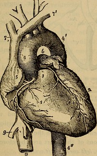 Identifier: humanbodybeginne00mart (find matches)Title: The human body. A beginner's text-book of anatomy, physiology and hygiene ..Year: 1884 (1880s)Authors: Martin, H. Newell (Henry Newell), 1848-1896 Martin, Hetty Cary, (from old catalog) joint authorSubjects: PhysiologyPublisher: New York, H. Holt and companyContributing Library: The Library of CongressDigitizing Sponsor: The Library of CongressView Book Page: Book ViewerAbout This Book: Catalog EntryView All Images: All Images From BookClick here to view book online to see this illustration in context in a browseable online version of this book.Text Appearing Before Image:healthy living blood-vessels, no fibrin forms init, and it does not clot. But as soon as blood gets out-side of the vessels, or whenever their lining is injured,clotting takes place. In this way, the ends of thesmall blood-vessels in a cut finger are soon clogged up,if we can only stop the flow for a little and give timefor a clot to form in them. 11. What is the consistency of fresh blood? What changes occurin it during the first five or six minutes after it is drawn ? What isthe solidifying of the blood called ? To what is it due ? What isserum ? What is the clot ? 12. Use of coagulation ? When does it not occur ? When does ittake place? Why does a cut finger stop bleeding after a short time? THE HEART. 139 13. The Heart (Fig. 37) resembles a pear in form, andis placed in a slanting position inside the chest, with itssmaller end downwards. It lies just above the diaphragm(Fig. 2), and behind the lower two-thirds of the breast-bone. Its upper end, or base (so called because it is theText Appearing After Image:Fig. 37.—The heart and the arteries and veins opening into it, seen from thefront. The pulmonary artery has been cut short close to its beginning, i, rightventricle; 2. left ventricle; 3, root of the pulmonary artery; 4, 4, ^\ the aorta; 5,part of the right auricle; 6, part of the left auricle; 7, 7, innominate veins joiningthe upper vena cava; 8, inferior vena cava; 9, one of the veins from the liver, join-ing the inferior vena cava. larger end, although the upper), projects a little to theright of that bone, and its lower end, or apex, a littleto the left, where it may easily be felt beating by pressingwith the finger between the cartilages (p. i8) of the 13. Shape and position of the heart ? Where does its base project ?Where may it§ apex be felt beating? Its size ? I40 THE PERICARDIUM,Note About ImagesPlease note that these images are extracted from scanned page images that may have been digitally enhanced for readability - coloration and appearance of these illustrations may not perfectly resemble the original work.