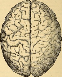 Identifier: anatomyphysiolog00mayc (find matches)Title: Anatomy, physiology and hygieneYear: 1890 (1890s)Authors: May, Charles Henry, 1861-1943Subjects: Human anatomy Physiology Hygiene, Popular. (from old catalog)Publisher: New York, W. Wood and companyContributing Library: The Library of CongressDigitizing Sponsor: The Library of CongressView Book Page: Book ViewerAbout This Book: Catalog EntryView All Images: All Images From BookClick here to view book online to see this illustration in context in a browseable online version of this book.Text Appearing Before Image:and back again. THE BRAIN. 339. Coverings.—The brain is a large, rounded mass ofsoft nervous tissue which is contained in the oval box of bonesformed by the skull. These flat bones which cover it protect itfrom injury. Besides these, it is covered on the inside of theskull by three membranes or sheets of tissue ; it is thereforevery well protected. 340. Size and Weight of the Brain.—The brain is abouteight inches long. If looked at from above (Fig. 75) it appearshemispherical; if viewed on its under surface (Fig. 76) it is fiat.It weighs about forty-seven ounces on the average—about threepounds. The brain of a man is larger and weighs more than 164 ANATOMY, PHYSIOLOGY, AND HYGIENE. that of a woman. It was formerly thought that highly educatedpersons had very heavy brains, but this is not so in every case.It is true in certain cases, however, for the brain of DanielWebster weighed sixty-three ounces. On the other.hand, thebrain of Gambetta, who was one of the brightest statesmenText Appearing After Image:Fig. 75.—The Brain, Upper Surface. France ever had, was said to weigh only thirty-five ounces. Sothat there are exceptions to this opinion. However, the brainsof idiots are always small and light in weight. It will be ex-plained further on in what way the brain of a very intelligentman differs from that of an idiot. The human brain is heavierthan that of any other animal except the whale and the ele-phant. THE NERVOUS SYSTEM. 165 341. Divisions of the Brain.—The brain is divided intothree parts : There is first the greatest part of the brain, thelarge, round mass which you see when you look at it fromabove, and which forms about seven-eighths of the entire brain ;this is called the cerebrum (Figs. 75, 76, 77, and 79).Note About ImagesPlease note that these images are extracted from scanned page images that may have been digitally enhanced for readability - coloration and appearance of these illustrations may not perfectly resemble the original work.