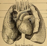 Identifier: elementsofanimal00ange (find matches)Title: Elements of animal physiology, chiefly humanYear: 1873 (1870s)Authors: Angell, JohnSubjects: Physiology Anatomy Physiology AnatomyPublisher: New York : PutnamContributing Library: Francis A. Countway Library of MedicineDigitizing Sponsor: Open Knowledge Commons and Harvard Medical SchoolView Book Page: Book ViewerAbout This Book: Catalog EntryView All Images: All Images From BookClick here to view book online to see this illustration in context in a browseable online version of this book.Text Appearing Before Image:ybe felt by the hand striking against the walls of thechest during the beating of the heart. (See figs. 2, 3,and 41 and 43.) The heart is about 5 inches long, 3^ inches broad, and21 inches thick. Its average weight in the male is tento twelve ounces, in the female eight to ten ounces.It forms about y;-g- of the weight of the whole body ofthe male, and yjg- of that of the female. 183. The Heart, which is a kind of force-pump, is theprincipal organ of circulation. From it the bloodacquires the j^ropit^siye force by Avhich«it performs thevarious movements just described. The heart is a hollow, conical, fleshy bag, about thesize of a mans fist. It consists of involuntary butstriated muscular fibre. The heart is divided by septaand valves into four cavities, which have no direct com-munication with each other; that is, the blood on one THE HEAR*. §9 side of tlie lieait cannot pass over to tlie cavities on theother side of the heart, without passing through the blood-vessels in the lungs.Text Appearing After Image:«r, Top of Ti-.icliea. 5, Left C.ai-oUd Artery- c, Left Jngnlar Vein, (f, Arnh of Aorta,c, Pnlmouary Arteiy. /, Broiialii and Blood-vessels, g. Left Lung, h,Right Ventricle, i, KiuUtA«ricle. j. Third Lobe of Right Lwicr. k, Siiperior Vena Cava. I, Right Subclaviau Vein,m, Right Jugular Veiu. n, Right Carotid Artery. The heart is completely enveloped in a closed sac ofserous membrane, termed the idericardium. The human heart is usually described as containingtwo distinct sides (a right and a left), separated byji fleshy wall, termed the median sejitum of the heart.Iveally the heart of man, of birds, and of the mammaliamay be said to consist of two complete hearts—a rightand a left heart—each heart corresponding to the singlecomplete heart of a fish; the human heart thus forminga double heart, and the circulatory movemeiit set up byit a double circulation, termed respectively the greater 90 ANIMAL JPHYSIOLOGY. or systemic circulation, and the lesser or pulmonarycirculation. The riNote About ImagesPlease note that these images are extracted from scanned page images that may have been digitally enhanced for readability - coloration and appearance of these illustrations may not perfectly resemble the original work.