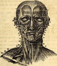 Title: Elementary anatomy and physiology : for colleges, academies, and other schoolsIdentifier: elementaryanato00hitc (find matches)Year: 1869 (1860s)Authors: Hitchcock, Edward, 1793-1864; Hitchcock, Edward, 1828-1911Subjects: Anatomy; PhysiologyPublisher: New York : Ivison, Phinney, Blakeman & Co. ; Chicago : S. C. Griggs & Co.Contributing Library: Smithsonian LibrariesDigitizing Sponsor: Biodiversity Heritage LibraryView Book Page: Book ViewerAbout This Book: Catalog EntryView All Images: All Images From BookClick here to view book online to see this illustration in context in a browseable online version of this book.Text Appearing Before Image:AND PHYSIOLOGY. 115 Fig. 132.Text Appearing After Image:A Front View of the Superficial Layer of Muscles on the Face and Neck. 1,1, Ante- rior Bellies of the Occipito-Frontalis. 2, Orbicularis or Sphincter Palpebrarum. 8, Na* sal Slip of Occipito-Frontalis. 4 Anterior Auricula). 5, Compressor Naris. 6, Levator Labii Superioris Aheque Nasi. 7, Levator Anguli Oris. 8, Zygomaticus Minor. 9, Zygomaticus Major. 10, Masseter. 11, Depressor Labii Superioris Alajque Nasi. 12, Buccinator. 13, Orbicularis Oris. 14, The denuded Surface of the Inferior Maxillary Bone. 15, Depressor Anguli Oris. 16, Depressor Labii Inferioris. 17, The portion of the Platysma Myoides that passes on to the Mouth, or the Musculus Risorius. 18, Sterno- Hyoideus. 19, Platysma-Myoides. It is wanting on the other side of the Figure. 20, Superior Belly of the Omo-Hyoideus near its insertion. 21, Sterno-Cleido-Mastoideus. 22, Scalenus Medius. 23, Inferior Belly of Omo-IIyoid. 24, Cervical Edge of the Tra- pezius. pebrae, which takes its origin far back on the sides of the cavity of the orbit, and is attached to the upper lid. When contracted it opens the eye. 237. Orbicularis Oris.—The Orbicularis Oris (circular muscle of the face) by its contraction closes the mouth. Like the corresponding muscle of the eye, it has its origin and in- sertion in the soft parts of the face, and is made up of concen- 237. Where is the Orbicularis Oris, and what is its use ?Note About ImagesPlease note that these images are extracted from scanned page images that may have been digitally enhanced for readability - coloration and appearance of these illustrations may not perfectly resemble the original work.