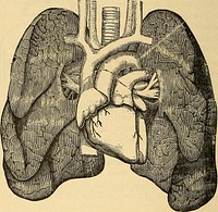 Identifier: anatomyphysiolog00mayc (find matches)Title: Anatomy, physiology and hygieneYear: 1890 (1890s)Authors: May, Charles Henry, 1861-1943Subjects: Human anatomy Physiology Hygiene, Popular. (from old catalog)Publisher: New York, W. Wood and companyContributing Library: The Library of CongressDigitizing Sponsor: The Library of CongressView Book Page: Book ViewerAbout This Book: Catalog EntryView All Images: All Images From BookClick here to view book online to see this illustration in context in a browseable online version of this book.Text Appearing Before Image:The Air-passage and the Food-passage. The heavy line indicates the courseof the food through mouth and gullet; thedotted line shows the course of air throughnostril into pharynx, and then into the lar-ynx and trachea, which are placed in front ofthe gullet. THE LUNGS. 279. The lungs are the organs with which we breathe. Theentire lung may be divided into two halves (Figs. 68 and 69),a right lung and a left lung. Between these two the heart isplaced (Fig. 68). The lungs and the heart fill up the entirespace in the chest. 280. Shape of the Lungs.âEach lung is shaped some-what like a cone, with the apex above and the base below (Fig. 136 ANATOMY, PHYSIOLOGY, AND HYGIENE. 69). The lungs are very light and contain a great deal of air ;they float when placed on water. Even after squeezing out allthe air we can, there will still be a considerable quantity re-maining in the lung. 281. Structure of the Lungs.âIf we cut into the lungs,we find they are formed of a large number of tubes andText Appearing After Image:Fig. 68.âThe Heart and Lungs. On each side the lungs are seen ; in the centre is theheart; above are the windpipe, and the laige blood-vessels passing to and from the heart. spaces containing air. After entering the lungs each bron-chus divides again and again (Fig. 69), each branch, knownas a bronchial tube, becoming smaller, until finally thebranches of each bronchial tube have become so small thatthey can no longer be seen without the microscope (Fig.70, a). THE ORGANS OF VOICE AND BREATHING. 137Note About ImagesPlease note that these images are extracted from scanned page images that may have been digitally enhanced for readability - coloration and appearance of these illustrations may not perfectly resemble the original work.