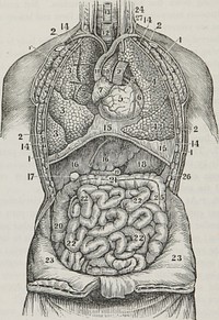 Identifier: 61410640R.nlm.nih.govTitle: First book on anatomy, physiology, and hygiene : for grammar schools and familiesYear: 1849 (1840s)Authors: Cutter, Calvin, 1807-1873? Cutter, Calvin, 1807-1873?. First book on anatomy and physiologySubjects: Hygiene Anatomy Physiological PhenomenaPublisher: Boston : MusseyContributing Library: U.S. National Library of MedicineDigitizing Sponsor: Open Knowledge Commons, U.S. National Library of MedicineView Book Page: Book ViewerAbout This Book: Catalog EntryView All Images: All Images From BookClick here to view book online to see this illustration in context in a browseable online version of this book.Text Appearing Before Image:; so that every part takes up and converts to its ownuse the very principles which it requires for its growth ; or, inother words, as the vital current approaches each organ, theparticles appropriate to it feel its attractive force, — obey it,—quit the stream, — mingle with the substance of its texture,—and are changed into its own true and proper nature. Illustration. When a bone is broken, or a nerve wounded,minute vessels shoot out from the living parts, and immediatelycommence their operations, by depositing bony matter, where itis required to unite fractured bones, and nervous substance toheal the wounded nerve. Give a pro^f f **>e pver-changing state of the body. Give other instancesillustrative ot tru- ?nangeful stats of the body. 247- By whai rossels is therenewal of erery part of the bidy perfected? 24S. What is said of theoffice of the nutrient capillary vessels ? When a bone is fractured, by whatprocess is it sealed ? 88 ANATOMY, PHYSIOLOGY, AND HYGIENE. Fie. 53.Text Appearing After Image:Fig. 53. A front view of the organs within the cliest and abdomen. I, 1, I, I, Themusles of the chest. 2,2,2,0, The ribs. 3,3,3, The upper, middle, and lowerlobes of the right lung. 4, 4, The lobes of the left lung. 5, The right ventricle ofthe heart. C, The left ventricle. 7, The right auricle of the heart. 8, The left auri-cle. 9, The pulmonary artery. 10, The aorta. 11, The vena cava descendens.12, The trachea. 13, The oesophagus. 14, 14, 14, 14, The pleura. If), 15, 15, Thediaphragm. 16, 1G, The right and left lobe of the liver. 17, The gall-cyst. 18, Thestomach. 26, The spleen. 19, 19, The duodenum. 20, The ascending tolon.21, The transverse colon. 25, The descending colon. 22, 22, 22, 22, The small in-testines. 23, 23, The abdominal walls turned down. 24, The thoracic duct, openinginto the left subclavian vein, (27.) ANATOMY OF THE RESPIRATORY ORGANS. 89 CHAPTER XIX. THE RESPIRATORY ORGANS. 249. The nutrient portion of the food is poured into thevein at the lower part of the necNote About ImagesPlease note that these images are extracted from scanned page images that may have been digitally enhanced for readability - coloration and appearance of these illustrations may not perfectly resemble the original work.