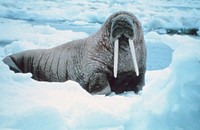 Walrus (Odobenus rosmarus divergens). Bering Sea, Alaska.