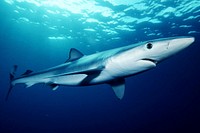 Blue shark (Prionace glauca) off southern California