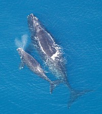 Eubalaena glacialis with calf