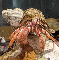 The Kodiak Lab Aquarium's Black Eyed Hermit crab explores a lab countertop.