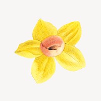 Vintage yellow daffodil flower illustration