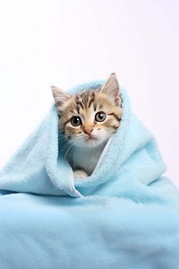 Cat in blanket, white background. 