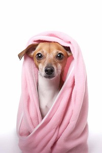 Dog towel blanket mammal animal.