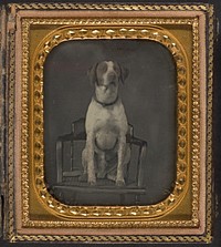 [Dog Posing for Portrait in Photographer's Studio Chair]