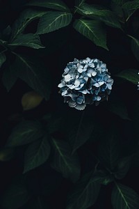 Free hydrangea image, public domain flower CC0 photo.