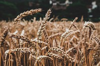 Free wheat field image, public domain food CC0 photo.