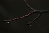 Free water drop on branch image, public domain nature CC0 photo.