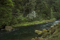 Free flowing river in the woods image, public domain nature CC0 photo.