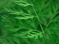Free green leaf image, public domain plant CC0 photo.