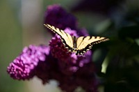 Free swallowtail butterfly and flower image, public domain animal CC0 photo.