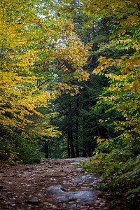 Free forest full of fall leaves photo, public domain nature CC0 image.