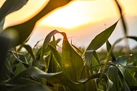 Free close up corn leaf in summer, public domain plant CCO photo.