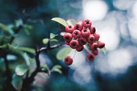 Free wild berry tree image, public domain fruit CC0 photo.