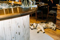 Free Siberian Husky dog asleep image, public domain CC0 photo.
