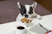 Free black and white french bulldog smelling biscuit image, public domain animal CC0 photo.
