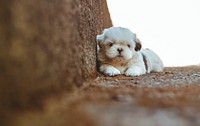 Free close up white fluffy dog lying on dirty stair step image, public domain animal CC0 photo.