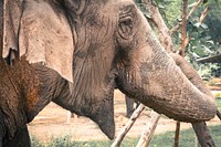 Free elephant image, public domain wild animal CC0 photo.