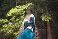 Free sitting on a branch image, public domain nature CC0 photo.