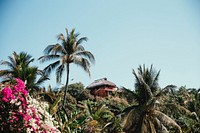 Free thatch-roofed hut surrounded by tropical palm tree image, public domain nature CC0 image.