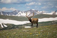 Free elk with big horns in meadow photo, public domain animal CC0 image.