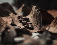 Free coffee beans & dry leaves photo, public domain nature CC0 image.