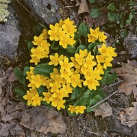 Yellow flower, Marsh Marigold Flowers. Free public domain CC0 image.