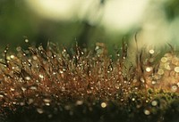 Moss Spore Capsules.