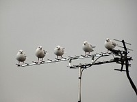 Bird on TV Antenna. Free public domain CC0 image.