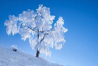 Snow covered tree. Free public domain CC0 photo. 