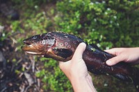 Free hands holding spotted fish image, public domain hobby CC0 photo.