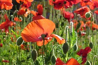 Red poppy field. Original public domain image from Flickr