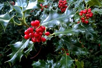 Holly leaf, red berries background. Original public domain image from Flickr