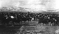 No 909 Cattle on the Desert near Paisley, Central Oregon - HedlundUmatilla National Forest Historic Photo. Original public domain image from Flickr