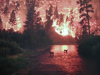 Fire & Elk, E Fork Bitterroot River, John McColgan, MT 8-26-00. Original public domain image from Flickr