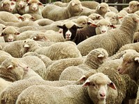 Black sheep among white sheep. Free public domain CC0 photo.